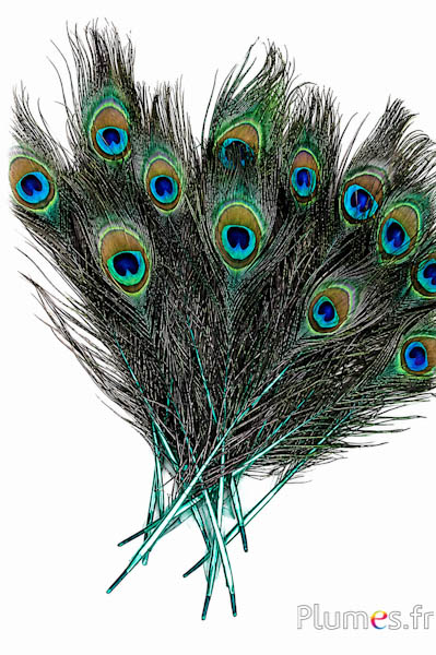 Pfau blau - 15-25 cm - smaragd